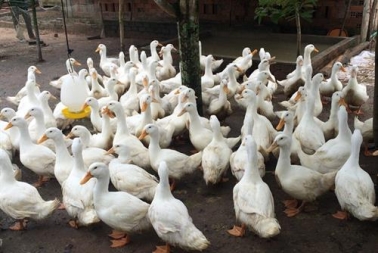 Kỹ thuật nuôi vịt con từ 1-56 ngày tuổi